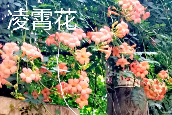 哪些花卉很耐旱，常见波斯菊、半枝莲等品种