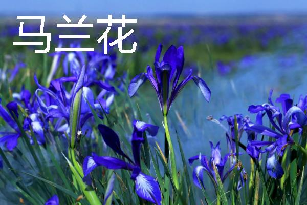 哪些花卉很耐旱，常见波斯菊、半枝莲等品种
