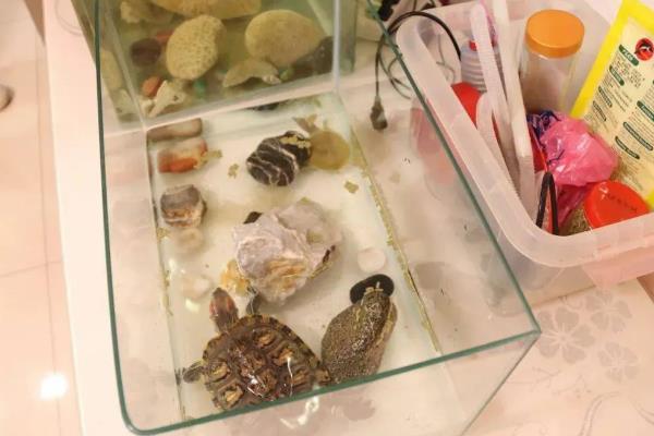 乌龟突然不进食了怎么办，可静养等待并控制温度