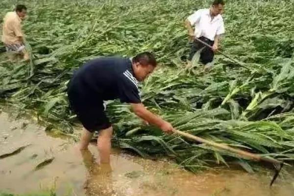 被雨泡过的农作物如何减少损害，要做好以下5抢