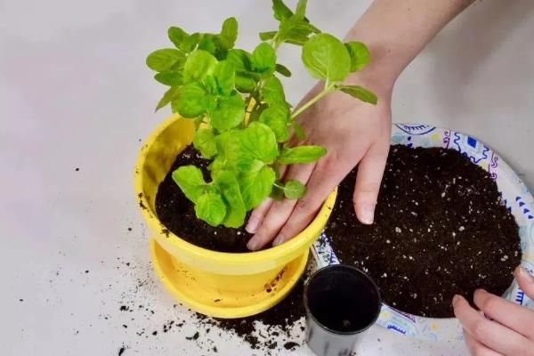 薄荷根枯怎么解决，需减少浇水并补充光照