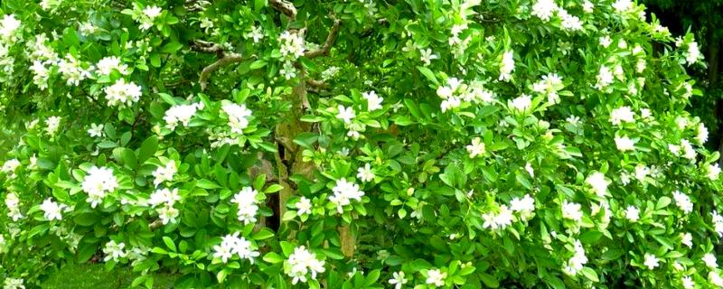 九里香的花语，寓意无声黑白的爱