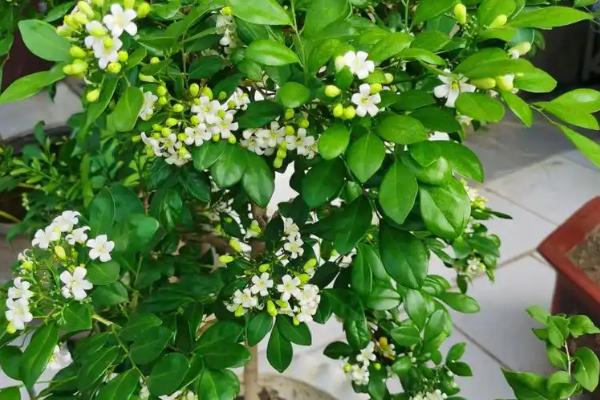 九里香的花语，寓意无声黑白的爱