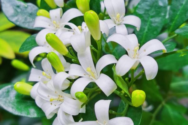 九里香的花语，寓意无声黑白的爱
