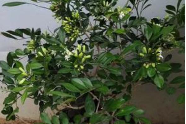 九里香的花语，寓意无声黑白的爱