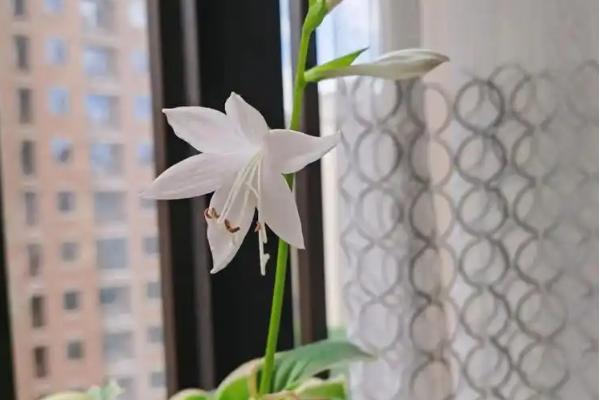 花叶玉簪花的养殖方法，每隔3-4天浇一次水