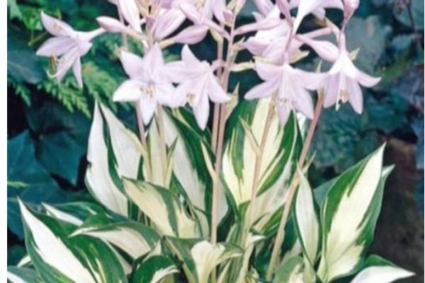 花叶玉簪花的养殖方法，每隔3-4天浇一次水