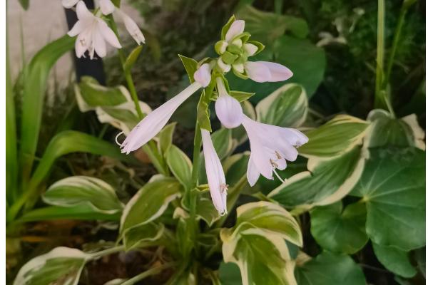 花叶玉簪花的养殖方法，每隔3-4天浇一次水
