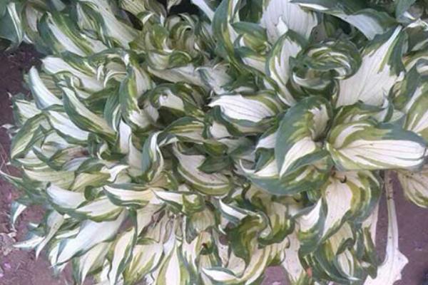 花叶玉簪花的养殖方法，每隔3-4天浇一次水