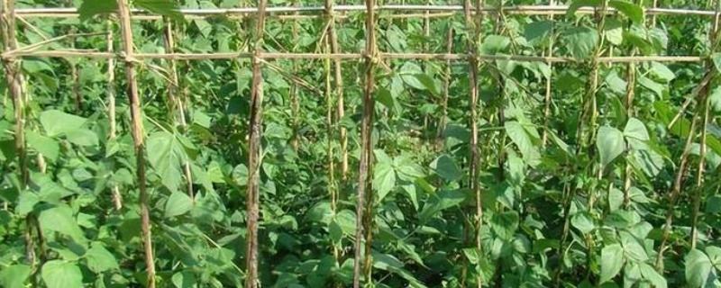 怎么防治四季豆根腐病，发病初期用根腐宁等药物灌根