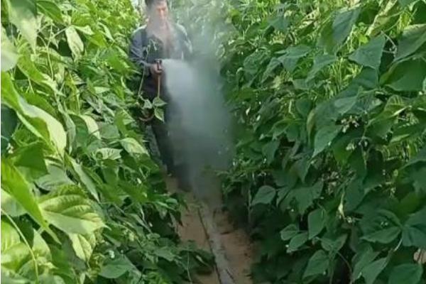 怎么防治四季豆根腐病，发病初期用根腐宁等药物灌根
