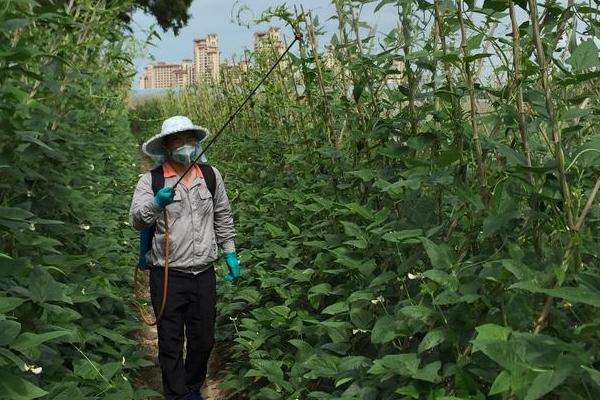 怎么防治四季豆根腐病，发病初期用根腐宁等药物灌根
