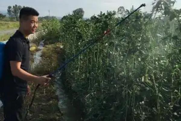 怎么防治四季豆根腐病，发病初期用根腐宁等药物灌根
