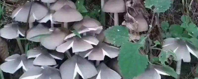 鸡枞菌如何种植，每个蚁穴定植15-18株