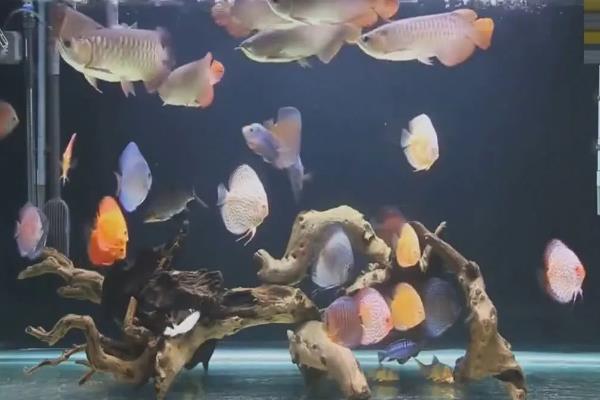 七彩神仙鱼能和什么鱼混养，推荐月光、红剑、黑玛丽等