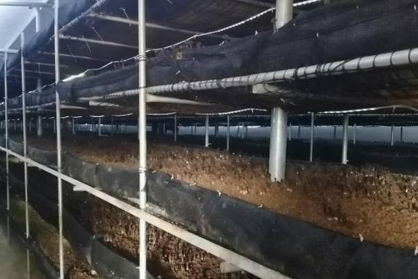 鸡枞菌如何种植，每个蚁穴定植15-18株