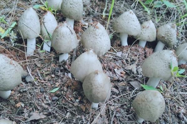鸡枞菌如何种植，每个蚁穴定植15-18株
