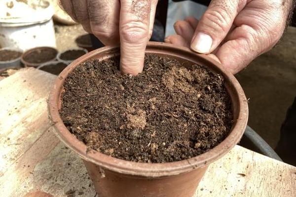 金银花盆栽怎么养殖，花期少浇水可延长开放时间