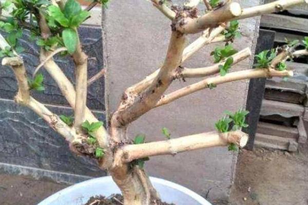 金银花盆栽怎么养殖，花期少浇水可延长开放时间