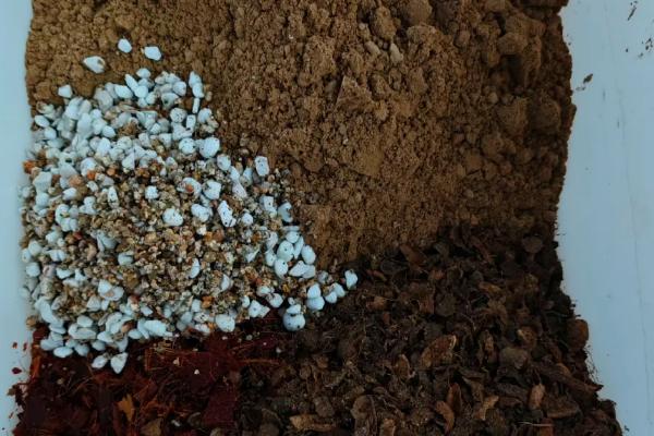 金银花盆栽怎么养殖，花期少浇水可延长开放时间