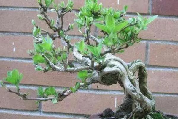 金银花盆栽怎么养殖，花期少浇水可延长开放时间