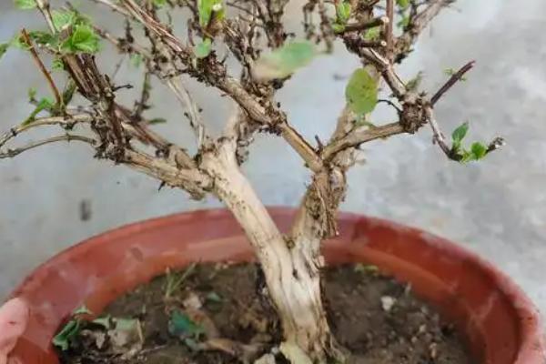 金银花盆栽怎么养殖，花期少浇水可延长开放时间