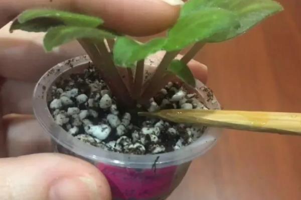 紫罗兰怎么养殖，平时放在有散射光的位置