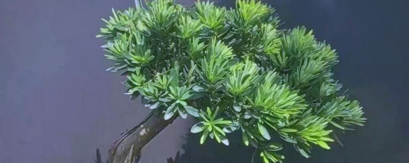 罗汉松会不会开花，养殖3年左右才能开放