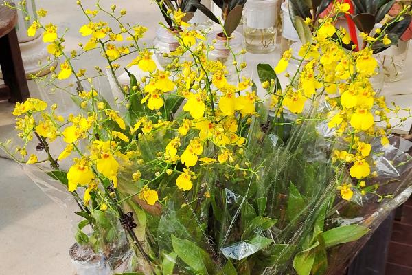 跳舞兰的花语，寓意快乐无忧、隐藏的爱等