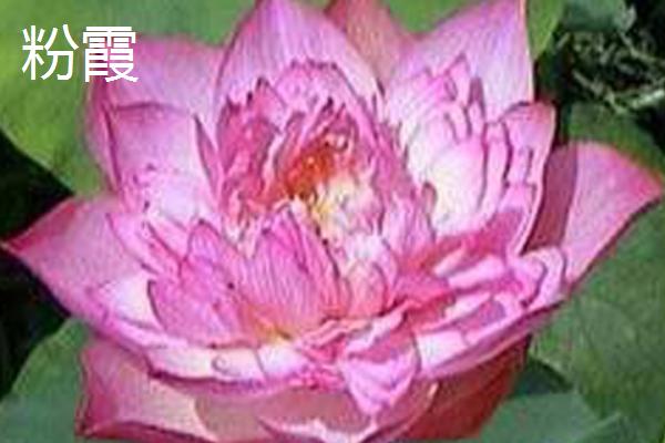 重瓣荷花有什么品种，粉霞、玉碗、仙女散花等品种很常见