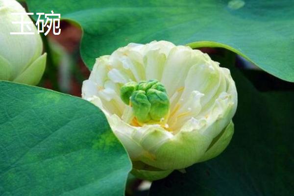 重瓣荷花有什么品种，粉霞、玉碗、仙女散花等品种很常见