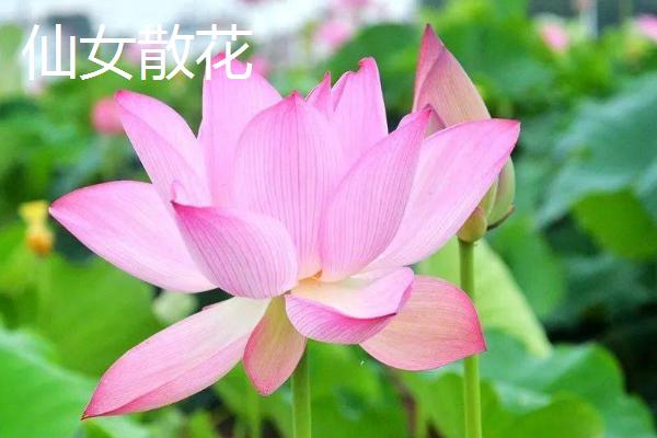 重瓣荷花有什么品种，粉霞、玉碗、仙女散花等品种很常见