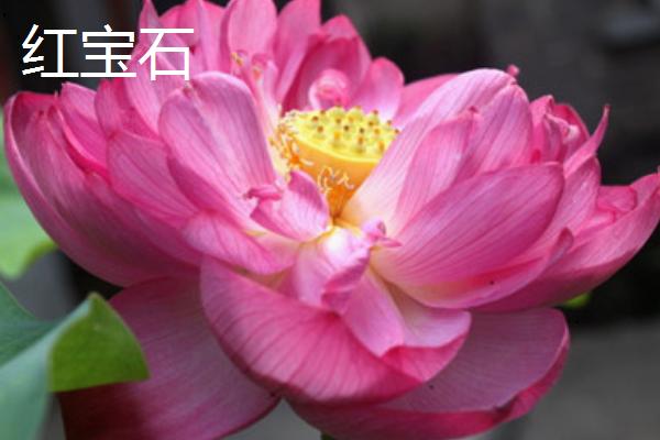 重瓣荷花有什么品种，粉霞、玉碗、仙女散花等品种很常见