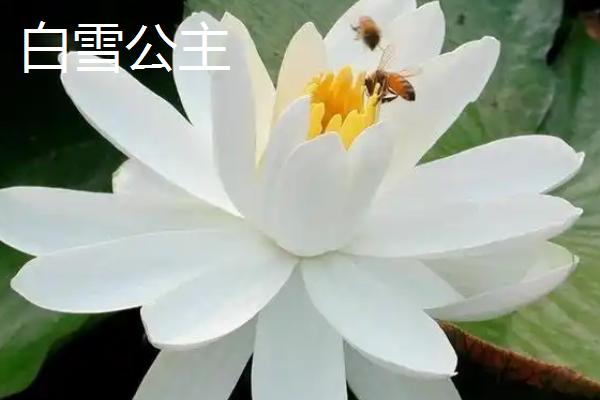 重瓣荷花有什么品种，粉霞、玉碗、仙女散花等品种很常见