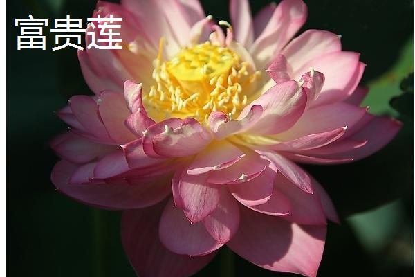 重瓣荷花有什么品种，粉霞、玉碗、仙女散花等品种很常见