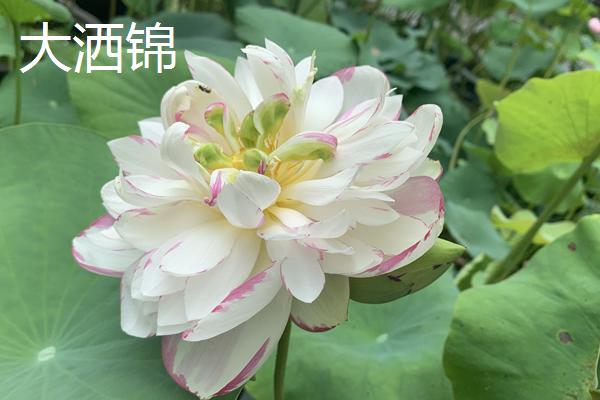 重瓣荷花有什么品种，粉霞、玉碗、仙女散花等品种很常见