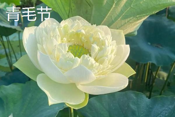 重瓣荷花有什么品种，粉霞、玉碗、仙女散花等品种很常见
