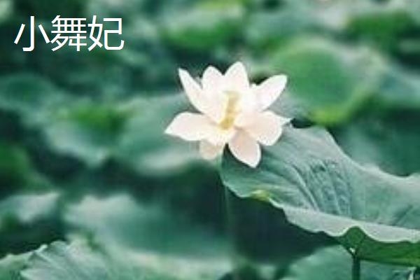 重瓣荷花有什么品种，粉霞、玉碗、仙女散花等品种很常见