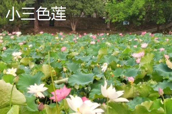 重瓣荷花有什么品种，粉霞、玉碗、仙女散花等品种很常见