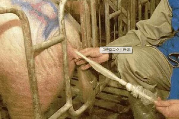 怎么对猪使用输精管，涂上润滑液再开始输精