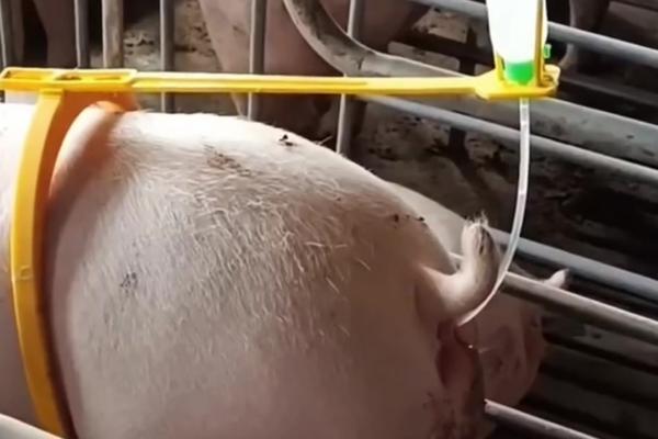怎么对猪使用输精管，涂上润滑液再开始输精