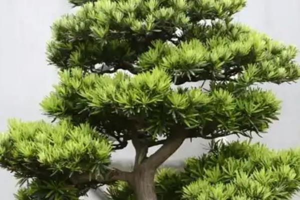 罗汉松会不会开花，养殖3年左右才能开放