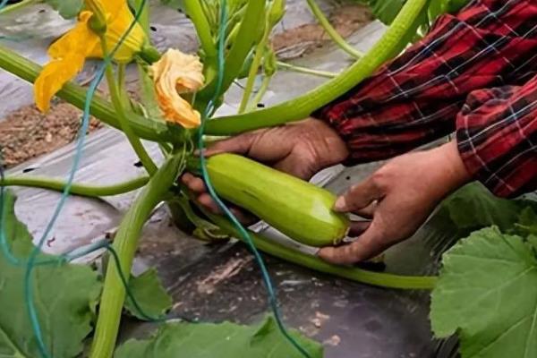 西葫芦结瓜期怎么管理，趁早疏除多余的雌花可促进坐瓜