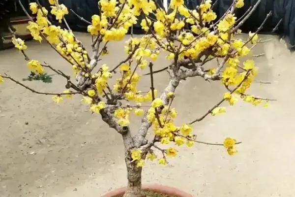 盆栽腊梅如何养护，4-6月份要定期追施饼肥水