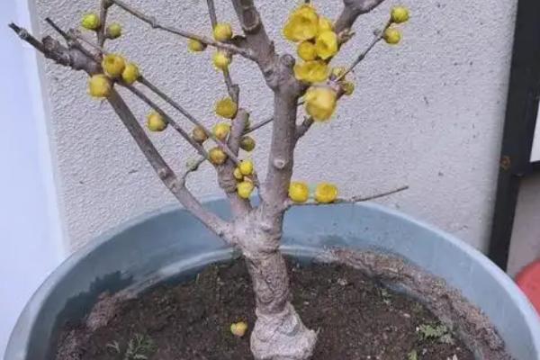 盆栽腊梅如何养护，4-6月份要定期追施饼肥水