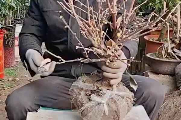 盆栽腊梅如何养护，4-6月份要定期追施饼肥水