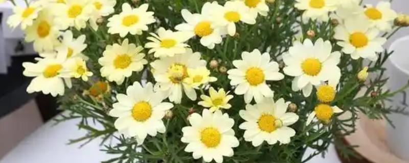 菊花的品种，常见的有千头菊、百日菊等