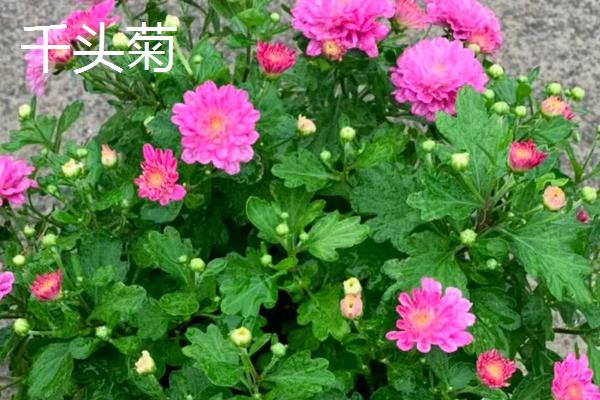 菊花的品种，常见的有千头菊、百日菊等