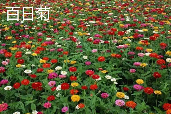 菊花的品种，常见的有千头菊、百日菊等