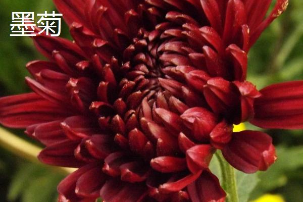 菊花的品种，常见的有千头菊、百日菊等
